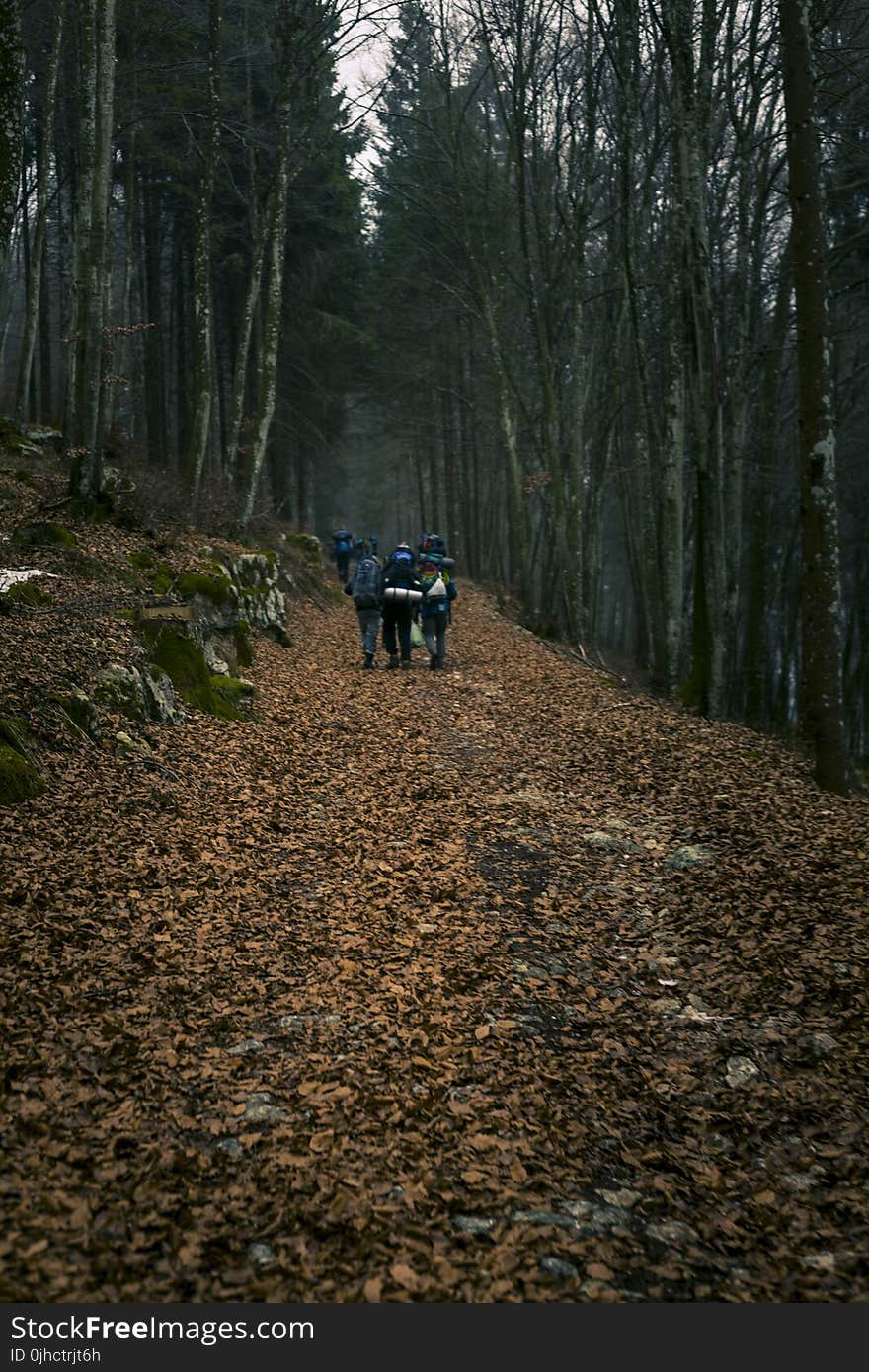 Group of Campers Walking in Middle of Forest during Sunset