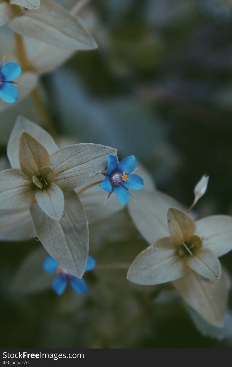 Close-up Photo of Blue and Grey Flower