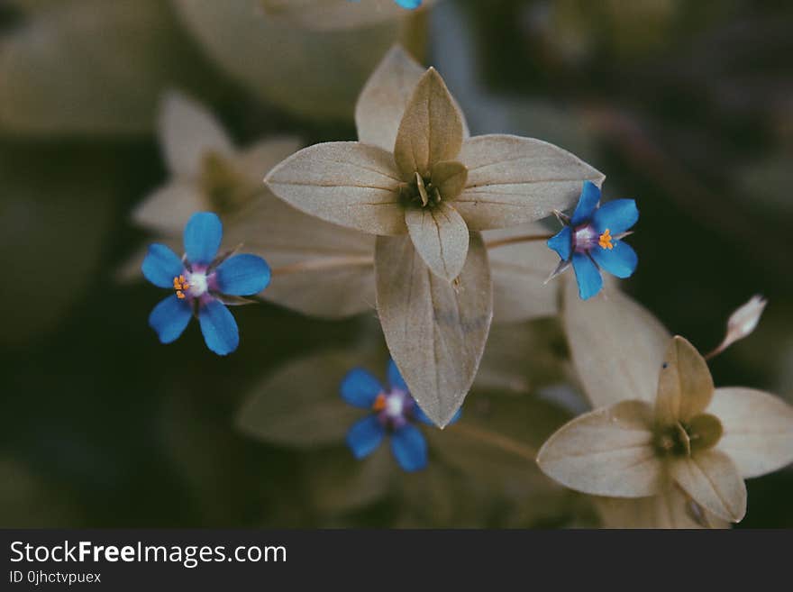 Close-up Photography of Flowers