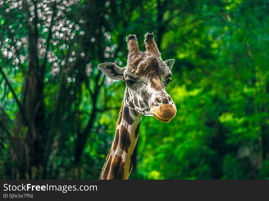 Beige and Brown Giraffe