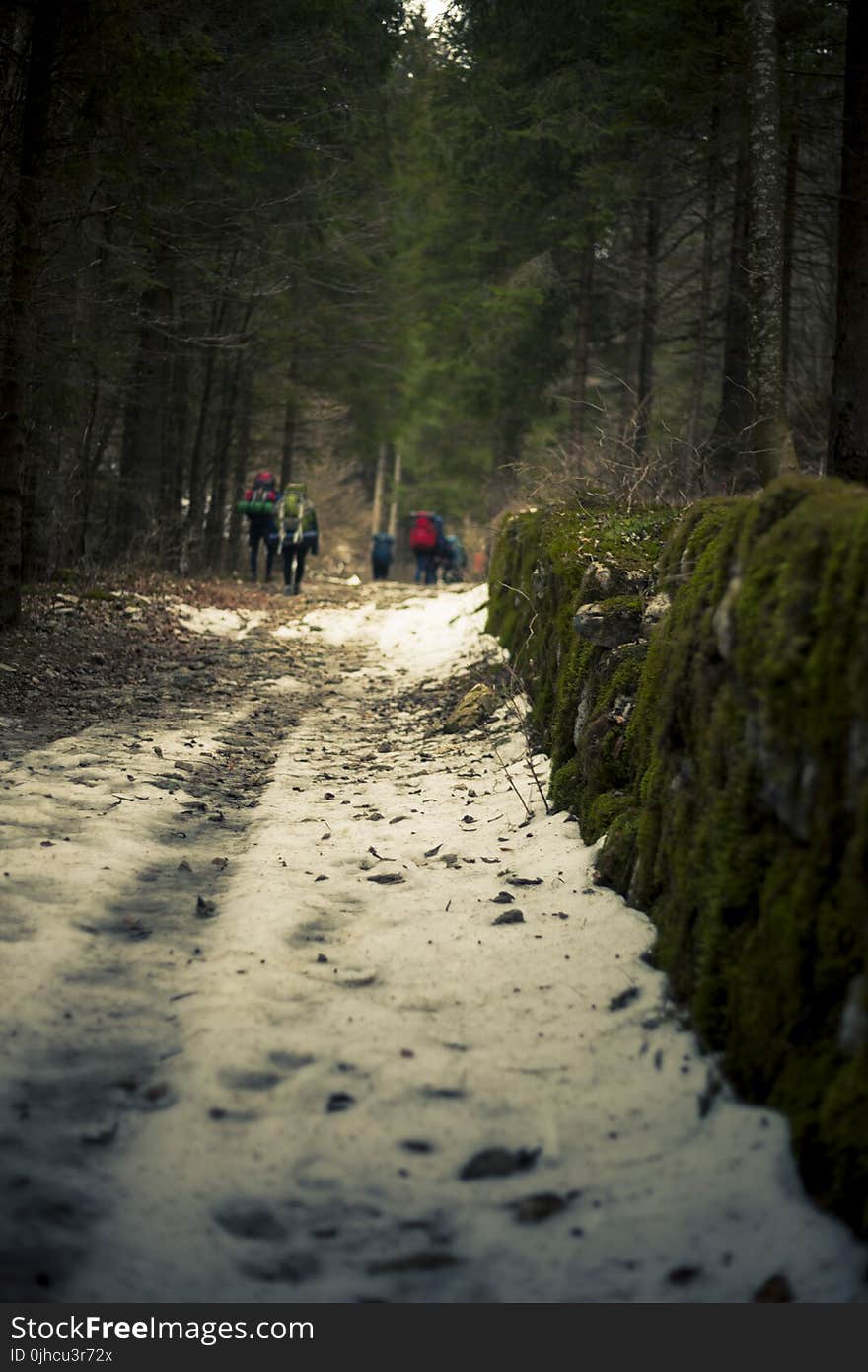 Macro Photography of Snowy Terrain