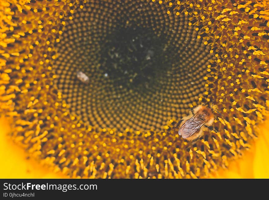 Honey Bee Perched on Sunflower Macro Photography