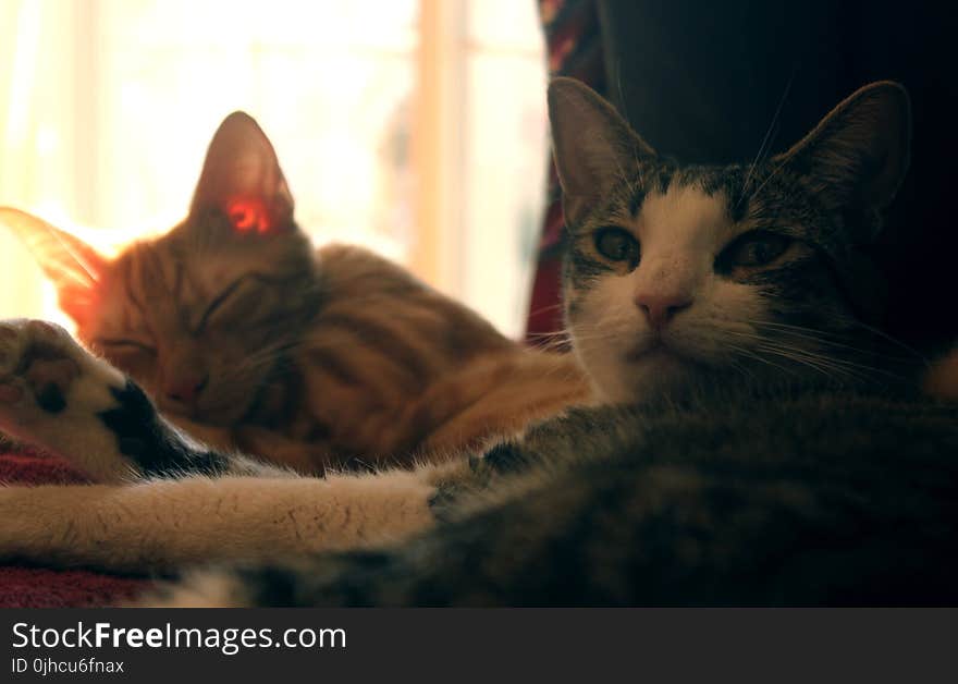 Two Orange and Gray Cat