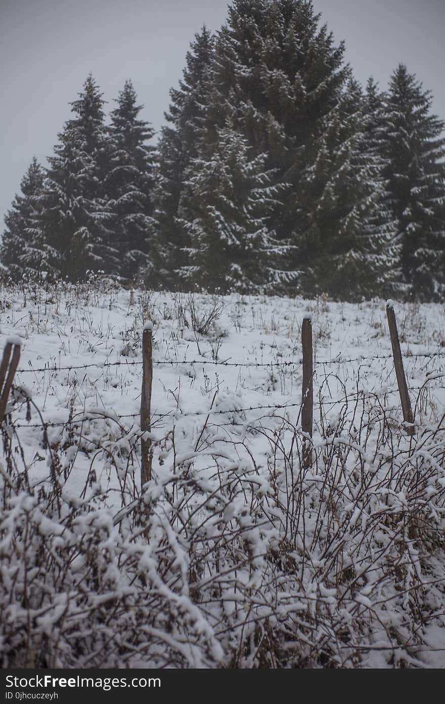 Grass Field Cover by Snow