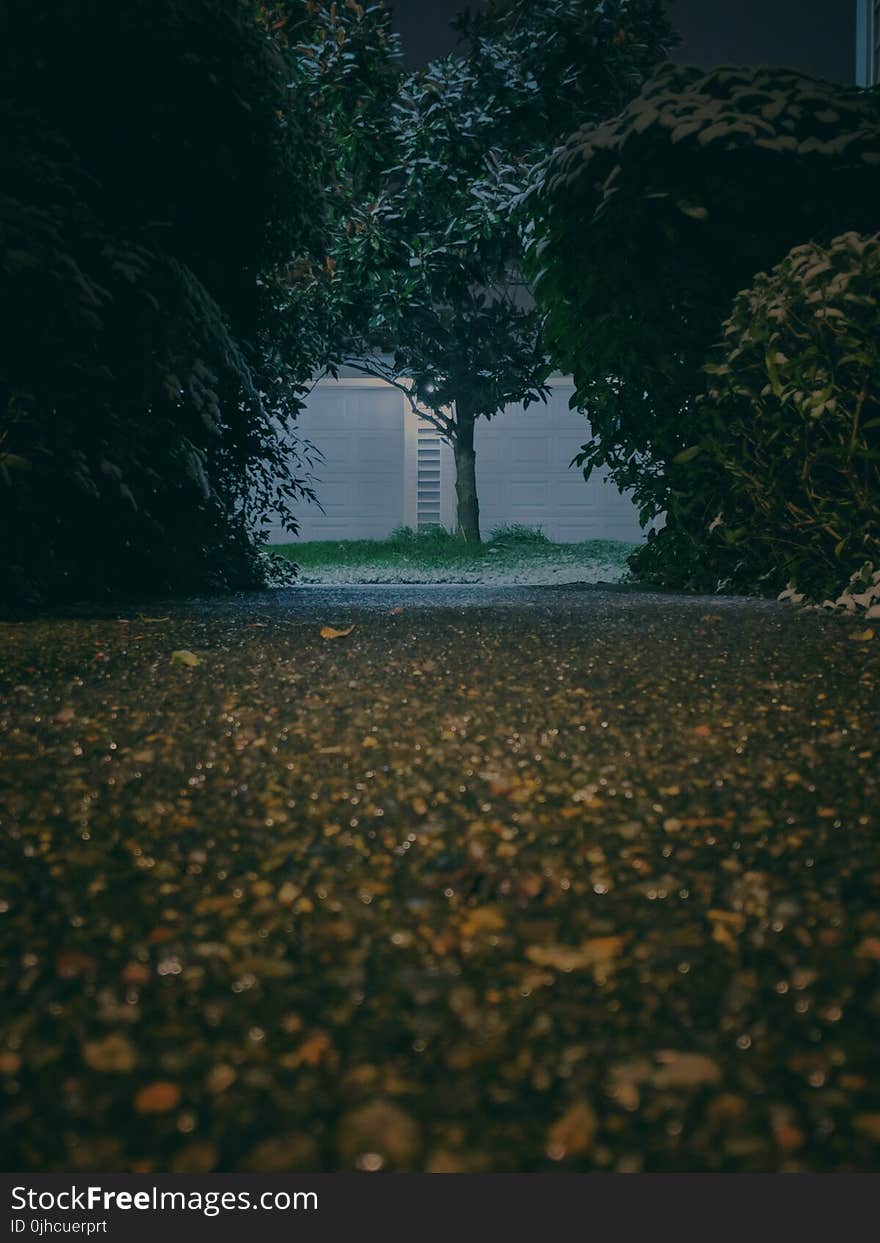 Gray Asphalt Road in the Middle of Green-leafed Trees and Plants