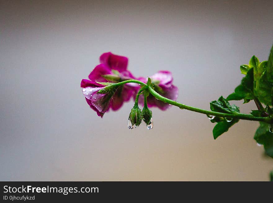 Photography of Pink Flowers