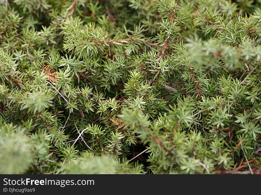 Selective Focus Photography Green Fern Plant