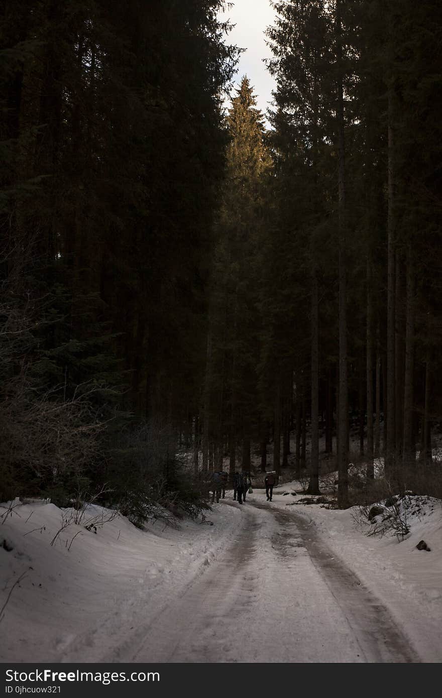 Two People Walking on Pathway Covered by Snow Near Tall Trees