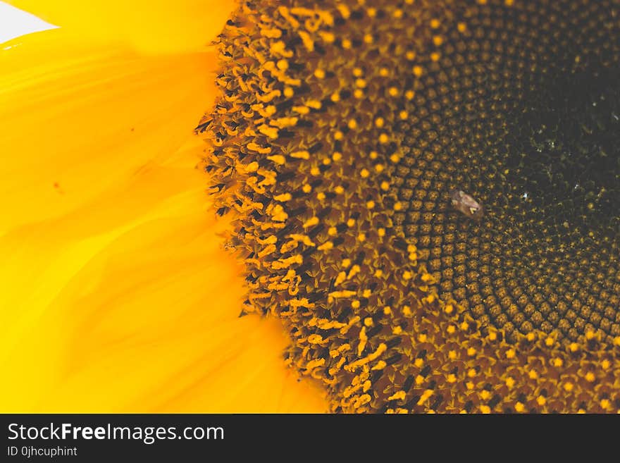 Macro Photography of Sunflower