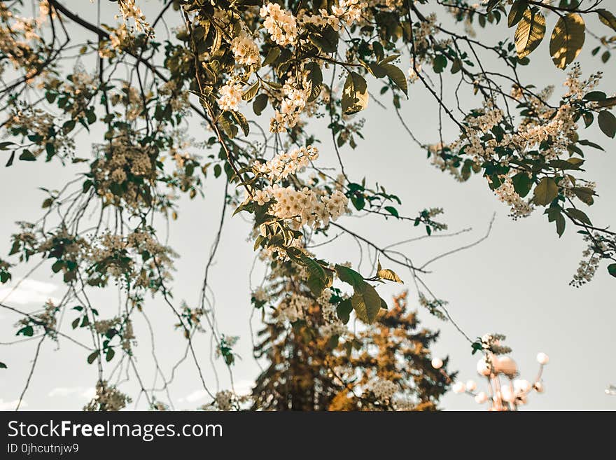 Close-up Photo of White Flowers