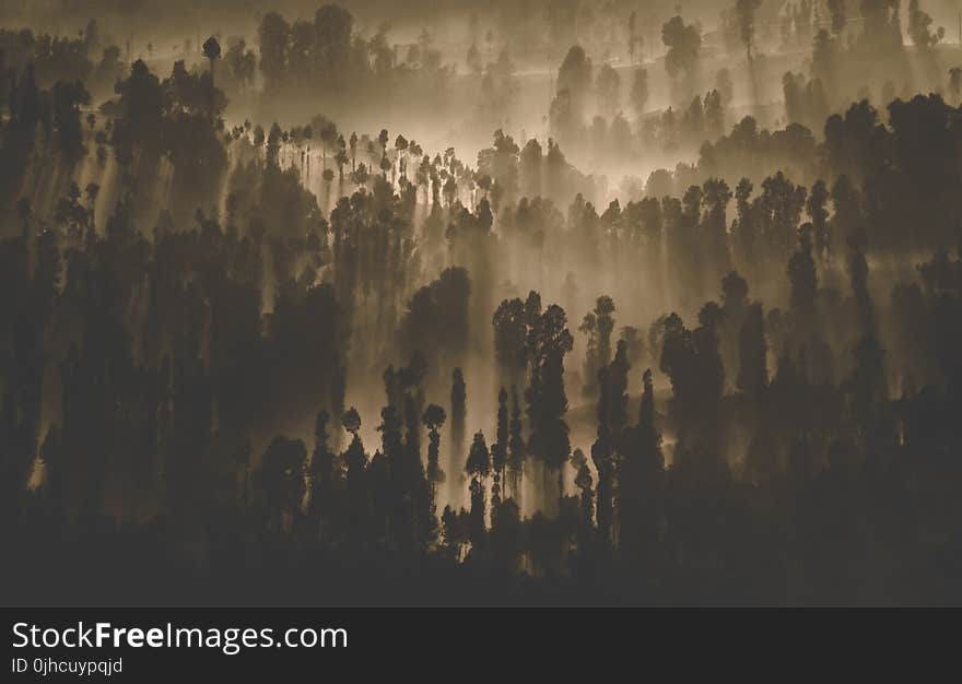 Silhouette Photography of Forest