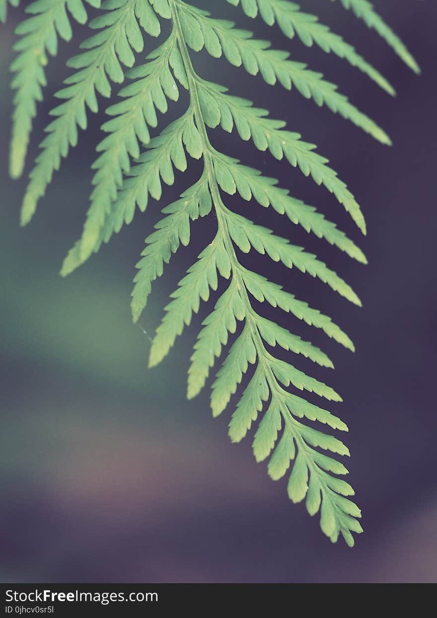 Selective Photo of Green Leaf Fern