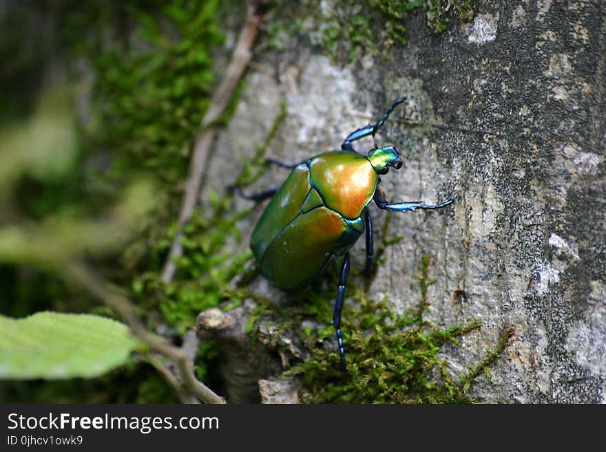 Green June Beetle on Tree Bark With Green Mosh in Closeup Photo