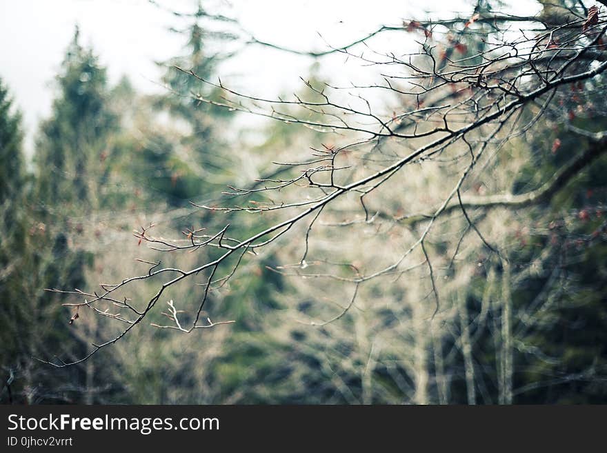 Photography of Tree Branch