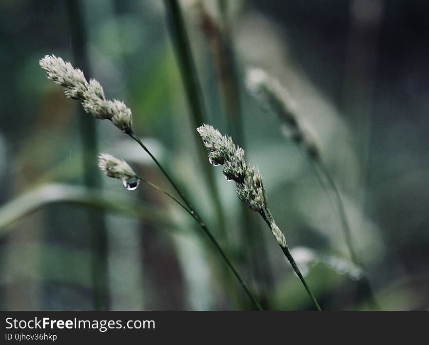 Close Up Photo of Green Plant Stem