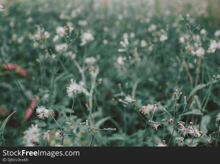 Selective Focus Photography of White Petaled Flower