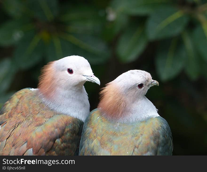 Two White-brown-and-green Birds Selective Focus Photography