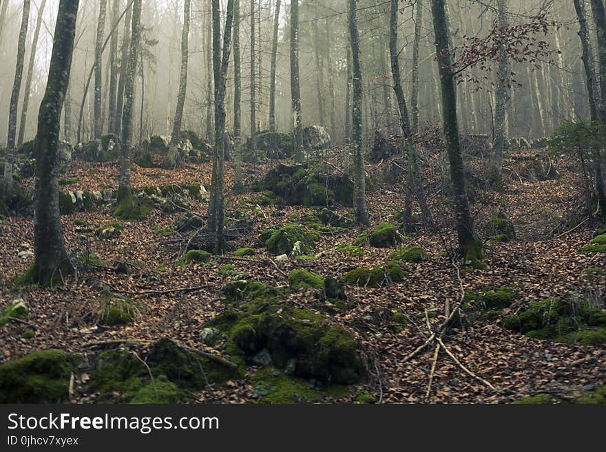 Green Leaf Trees