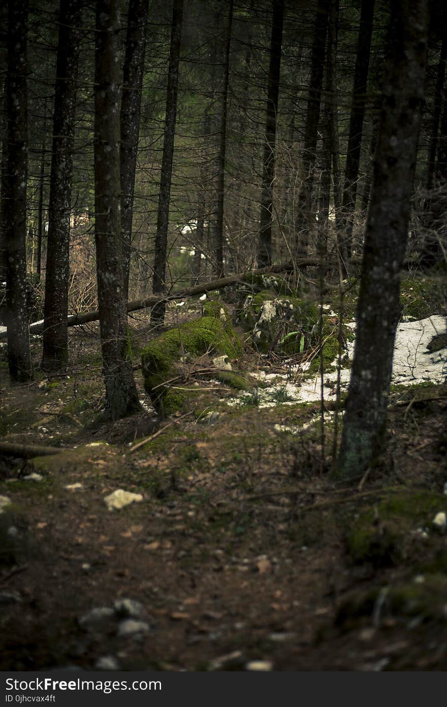 Moss-covered Stones in Middle of Woods