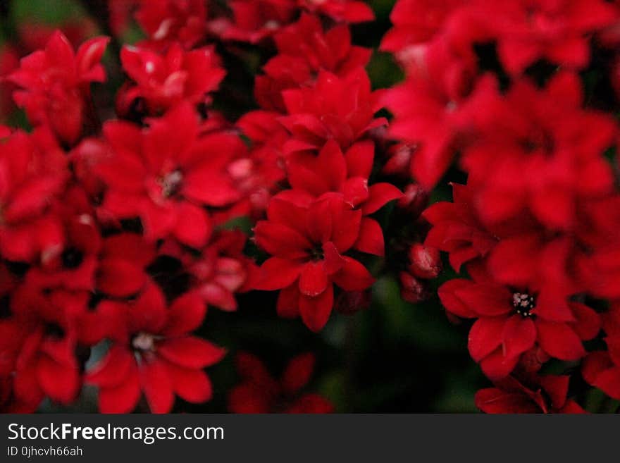 Red Petaled Flowers