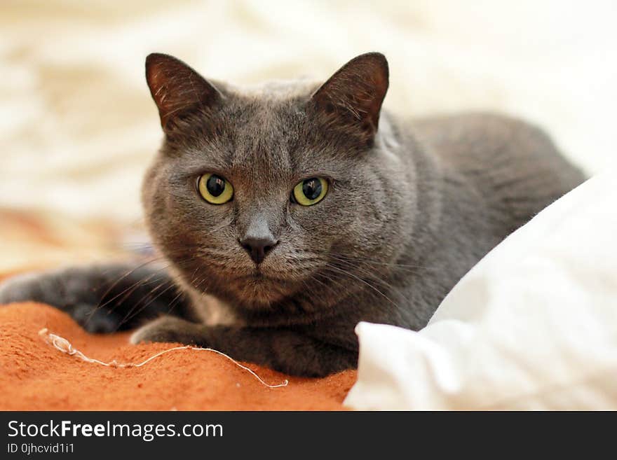 Russian Blue Cat on Top of Orange and White Textile