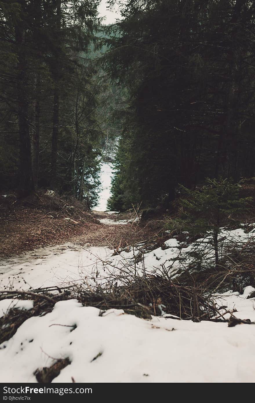 White Snow in Between Forest