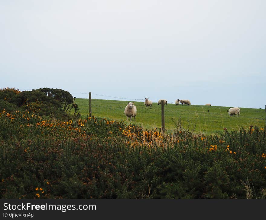 Sheep on Top of Grass