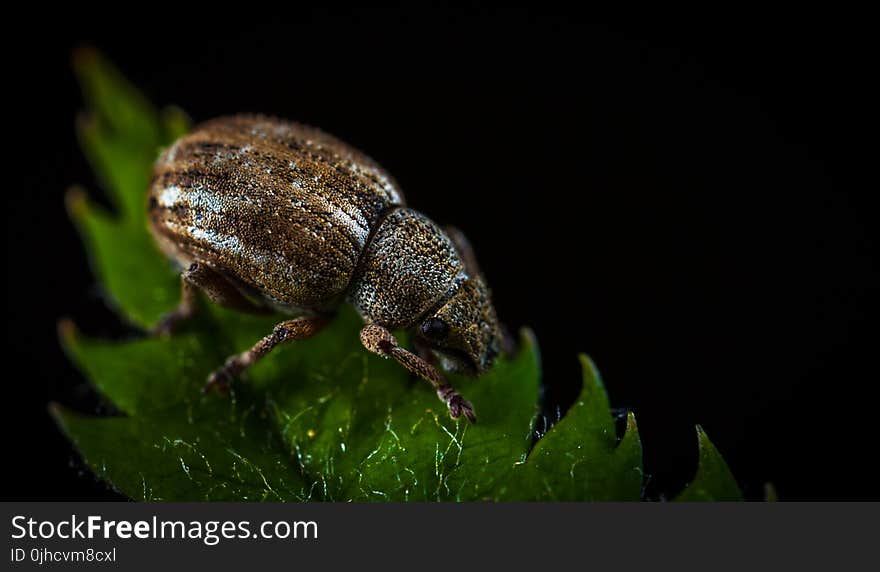 Macro Photography of Brown Weevil on Green Leaf