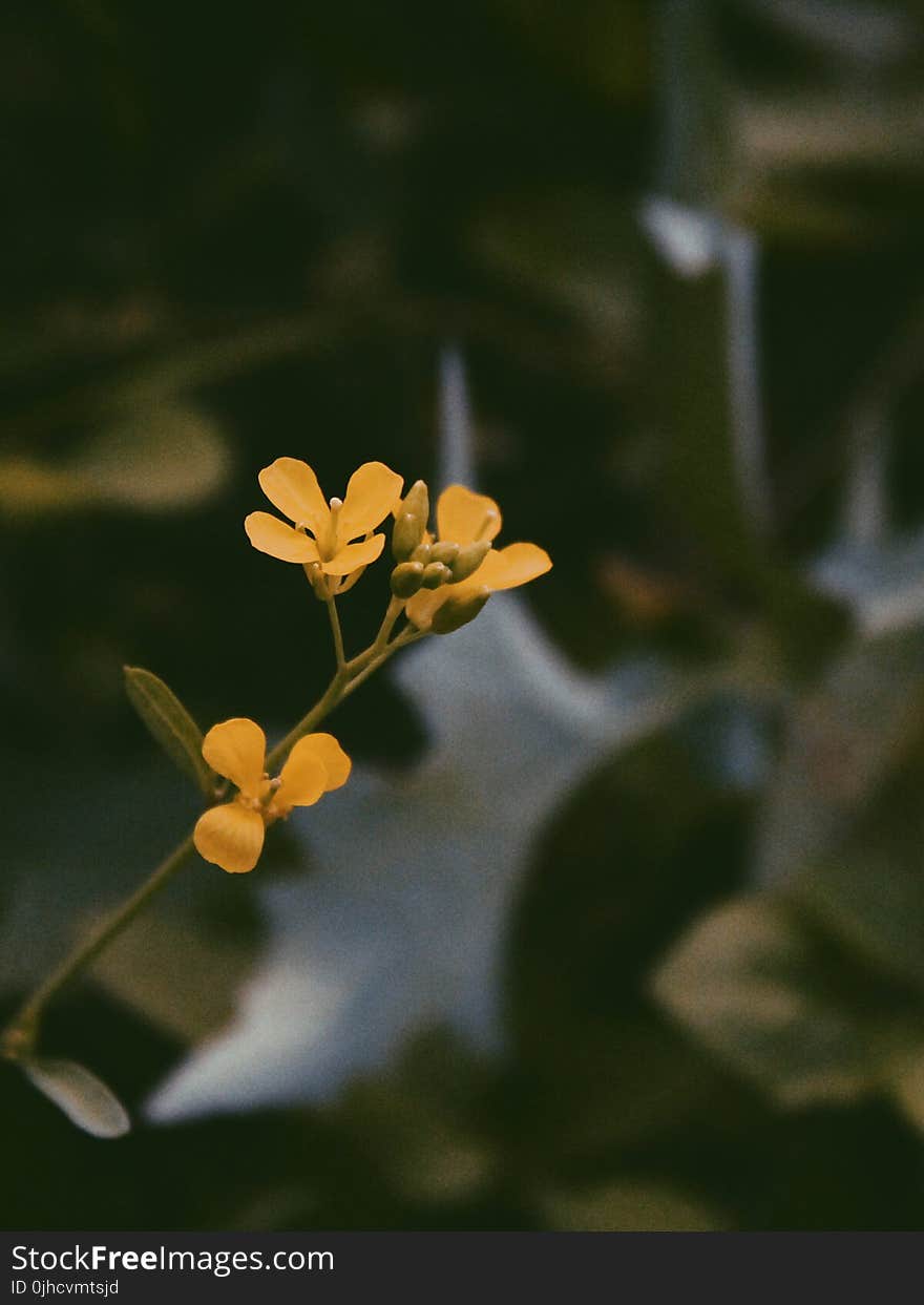 Soft-focus Photography of Yellow Petaled Flowers