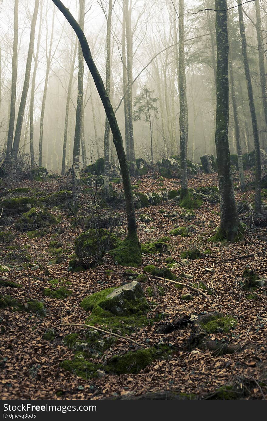 Foggy Forest With Stones Under Sunset