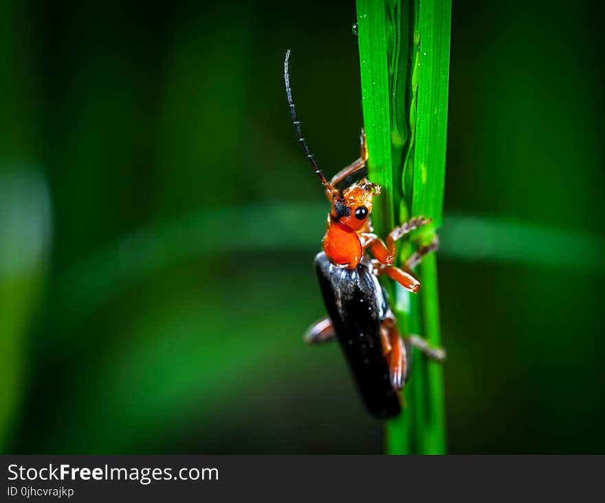 Macro Photography of Red and Black Blister Beetle