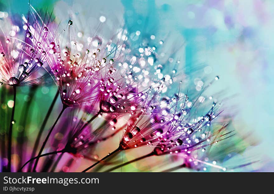 Closeup Photography of Purple Silk Flowers With Dewdrops