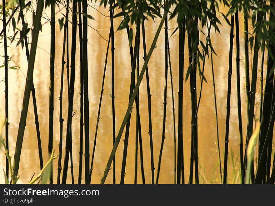 Selective Photography of Bamboo Trees