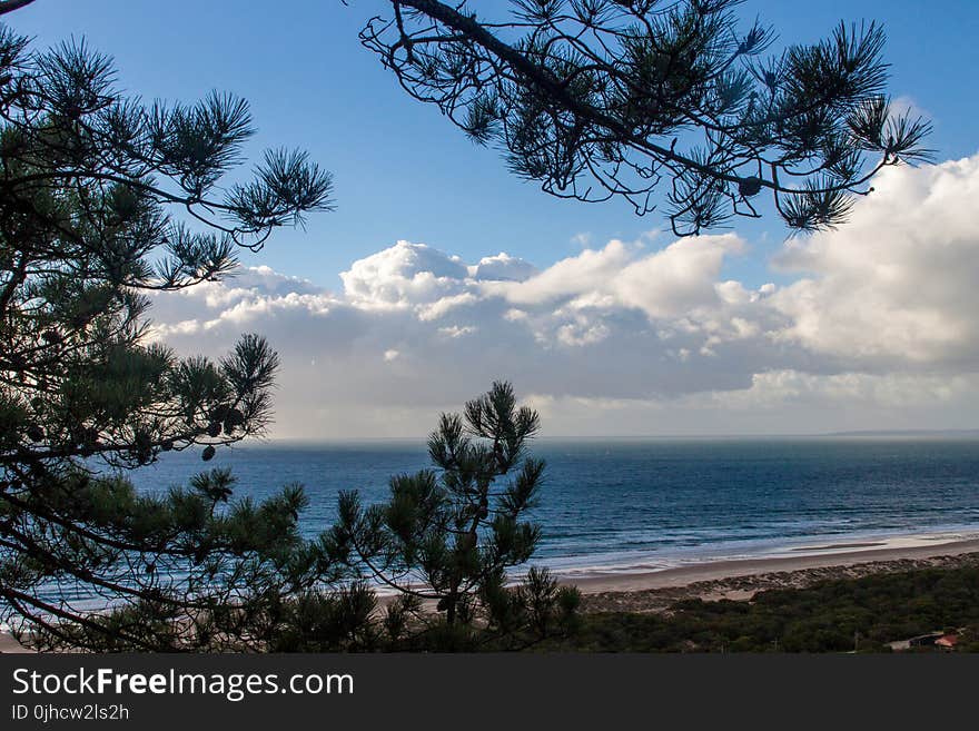 Landscape Photo of Trees and Sea