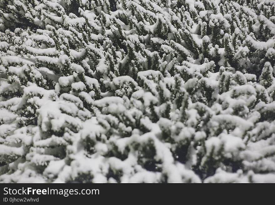 Photo of Plant With Covered With Snow