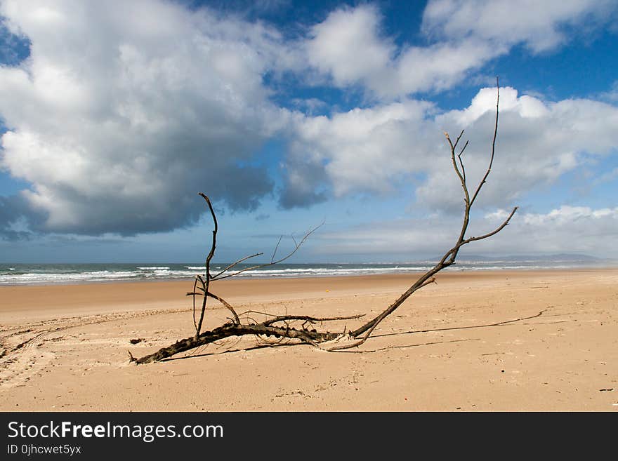 Black Tree Branch on Seashore Under White Clouds