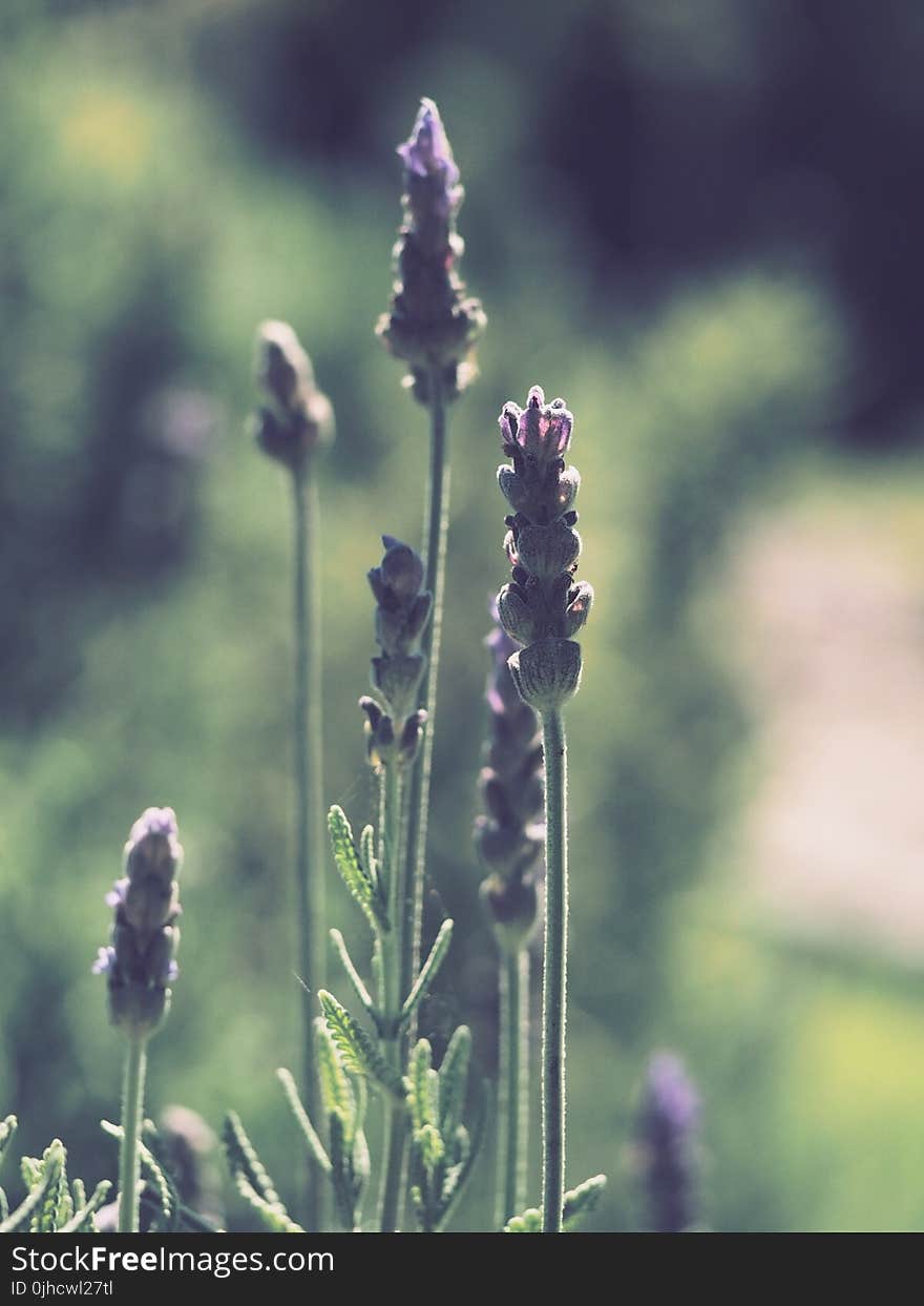 Tilt Shift Photography of Lavender