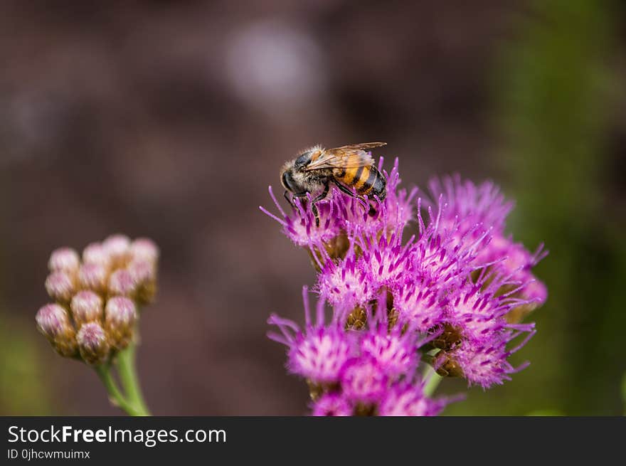 Selective Focus Photography of Bee on Purple Petaled Flower