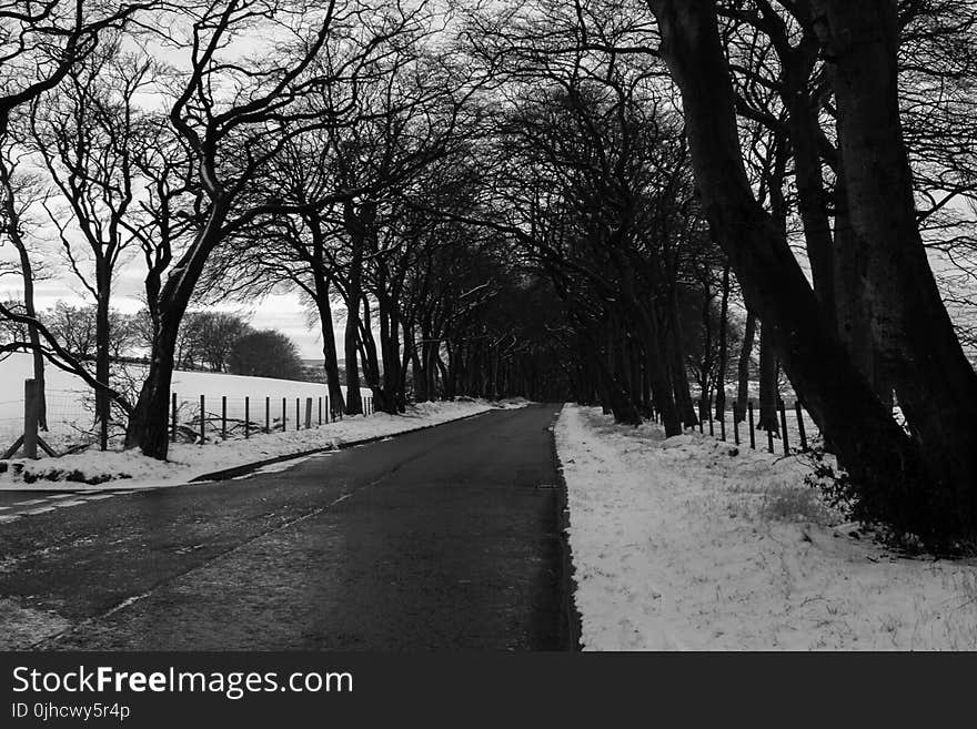 Grayscale Photo of Road in Between Withered Trees