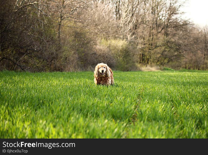 Photo of Cocker Spaniel Dog on Grass Field