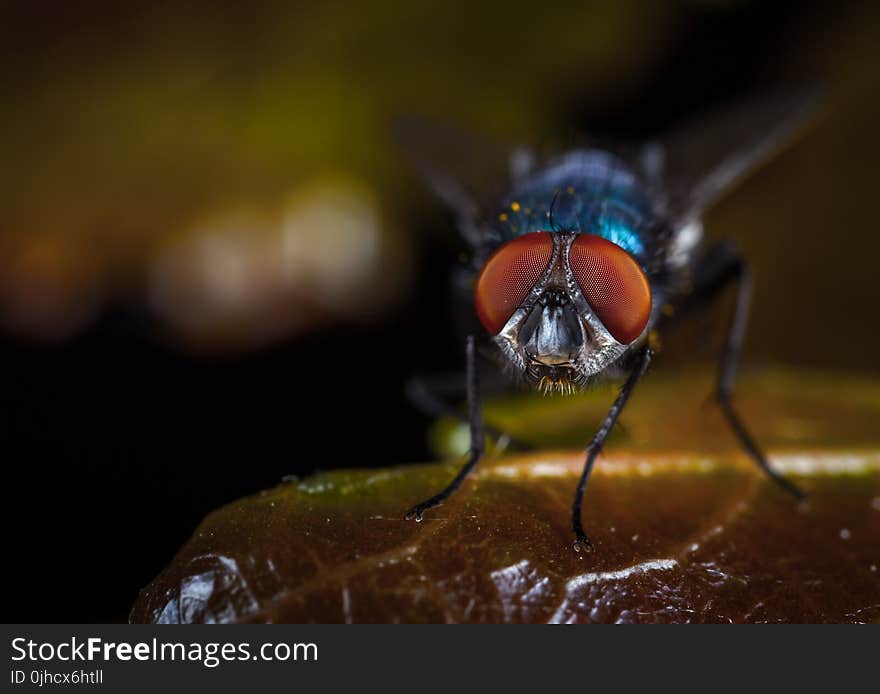 Macro Photography of Fly Perched on Brown Leaf