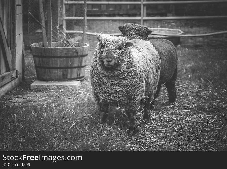 Two Gray Lambs on Grass Field