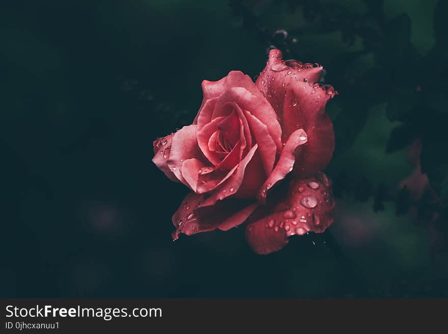 Macro Photography of Red Rose