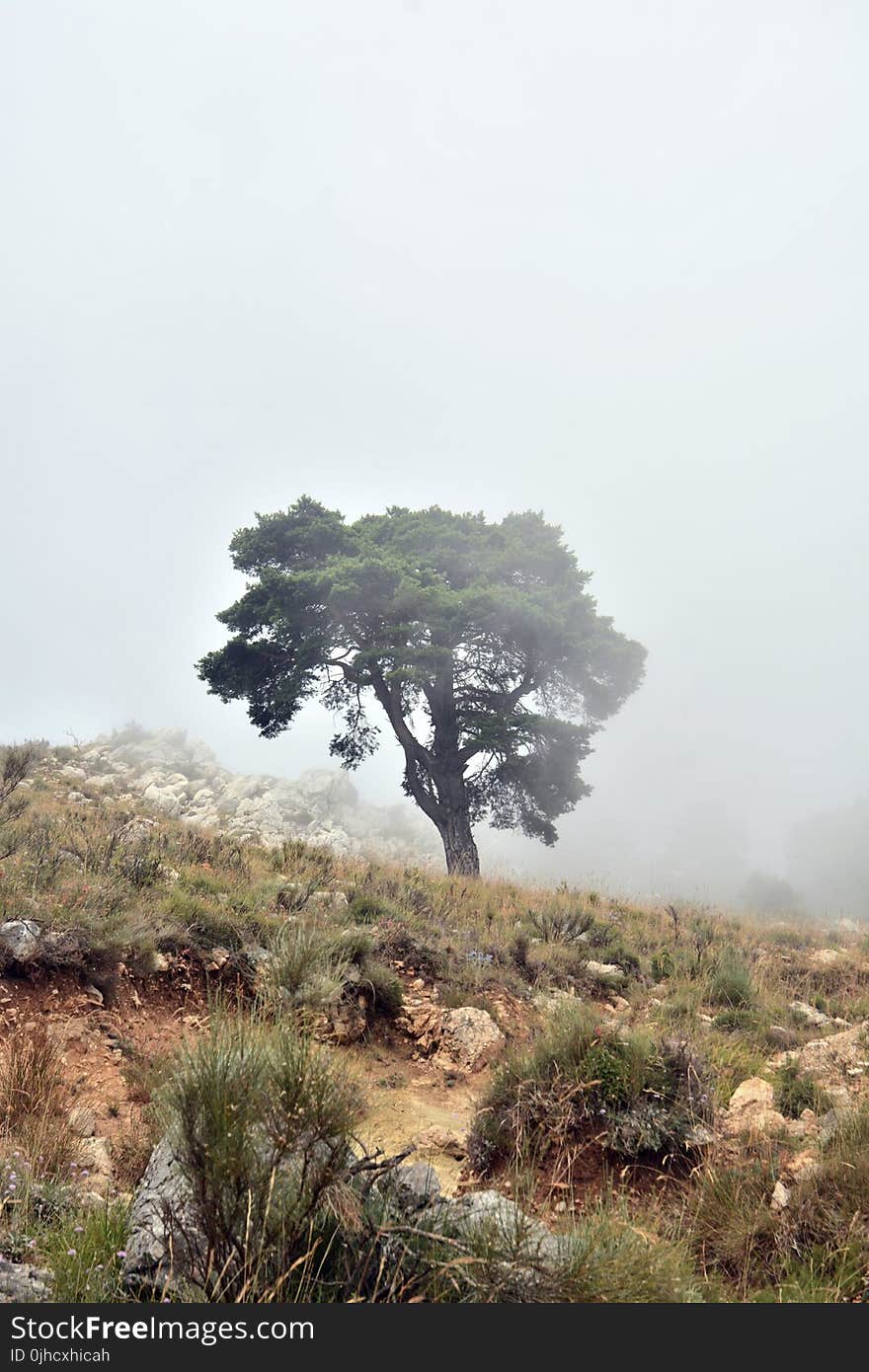 Trees and Fog