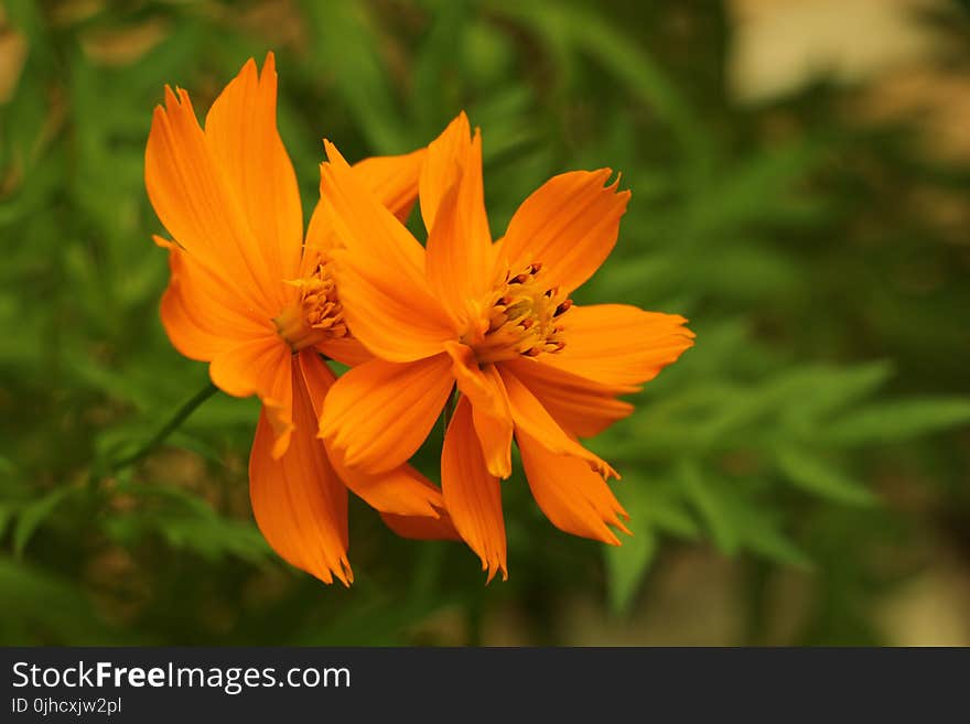 Close-Up Photography of Orange Flowers