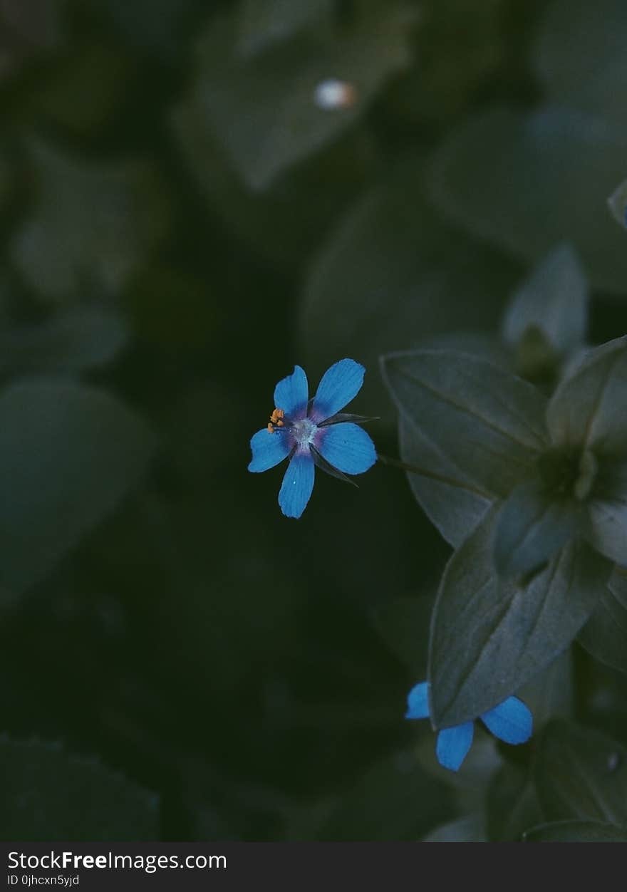 Blue Petaled Flowers