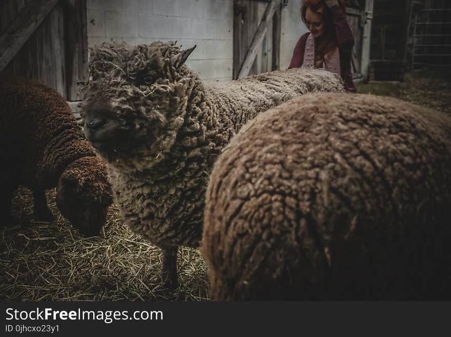 Three Sheep in Barn