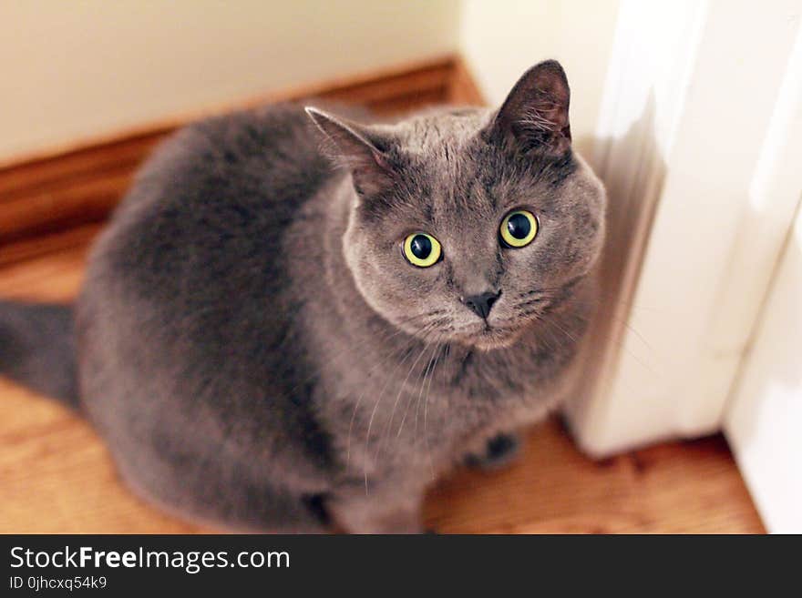 Gray Short-fur Cat Near White Door