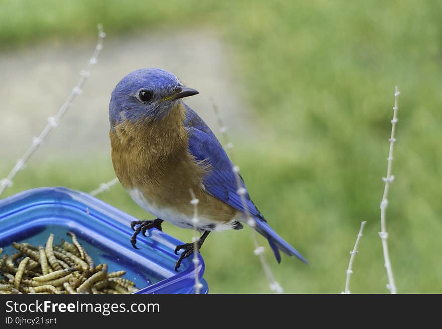 Selective Focus Photography of Blue and Brown Bird on Blue Glass Canister