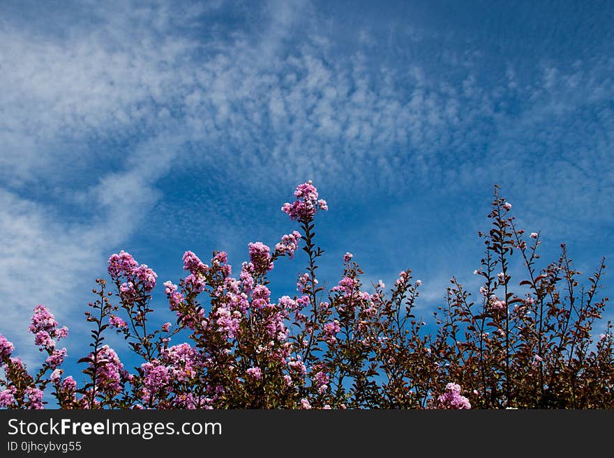 Plant With Flowers